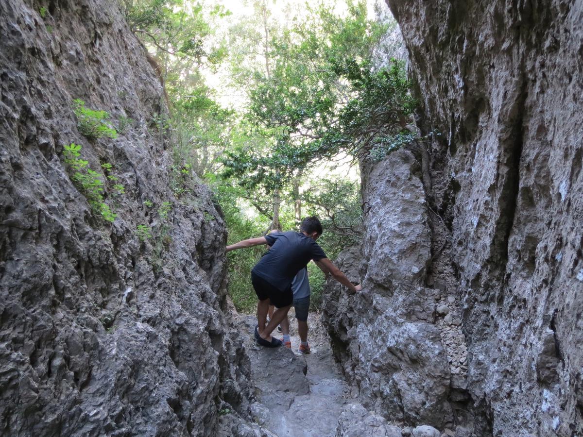 Les Hauts D'Issensac Causse-de-la-Selle Eksteriør billede